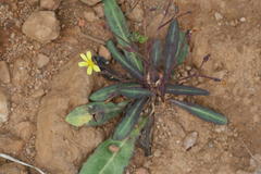 Launaea acaulis